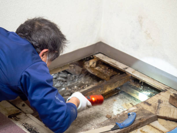Best Certified Mold Removal  in Hurt, VA
