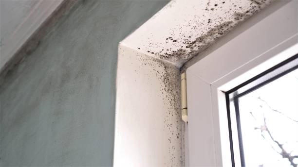 Best Crawl Space Mold Removal  in Hurt, VA