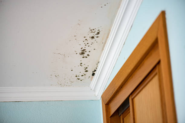 Hurt, VA Mold Removal Company