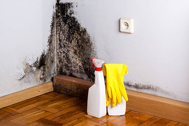 Best Mold Testing  in Hurt, VA