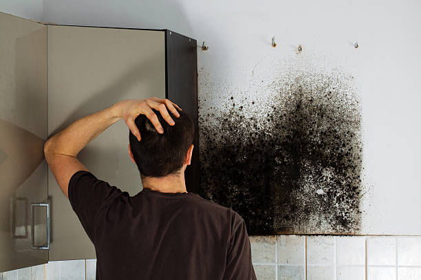 Trusted Hurt, VA Mold Removal Experts