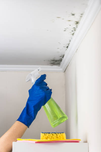 Best Mold Testing and Removal  in Hurt, VA